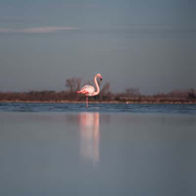 Flamingo in Europe, France