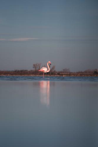 Flamingo in Europe