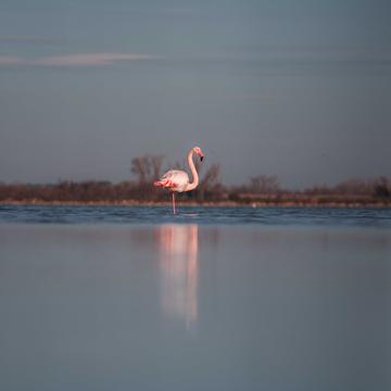 Flamingo in Europe, France