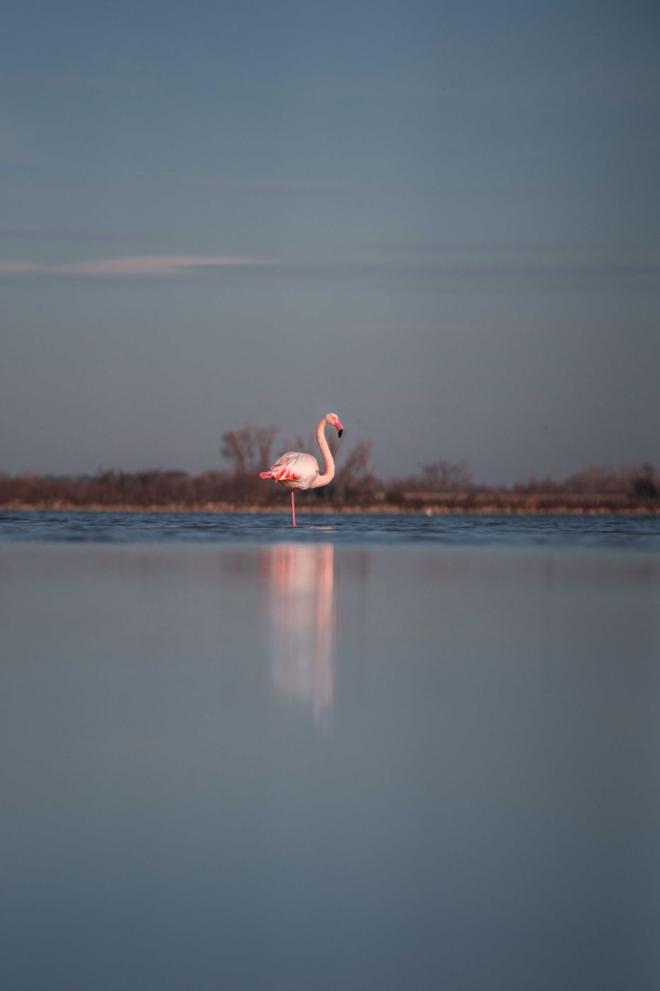Flamingo in Europe, France