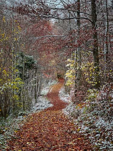 Forest walk, Bonstetten