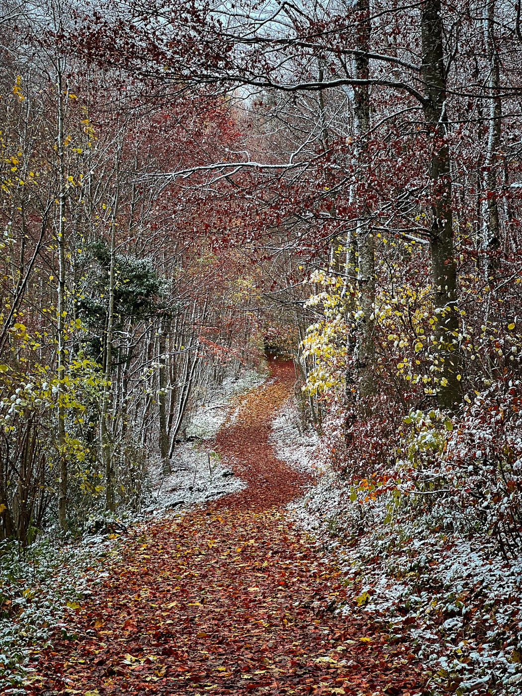 Forest walk, Bonstetten, Switzerland