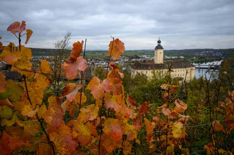 Gundelsheim Michaelsberg