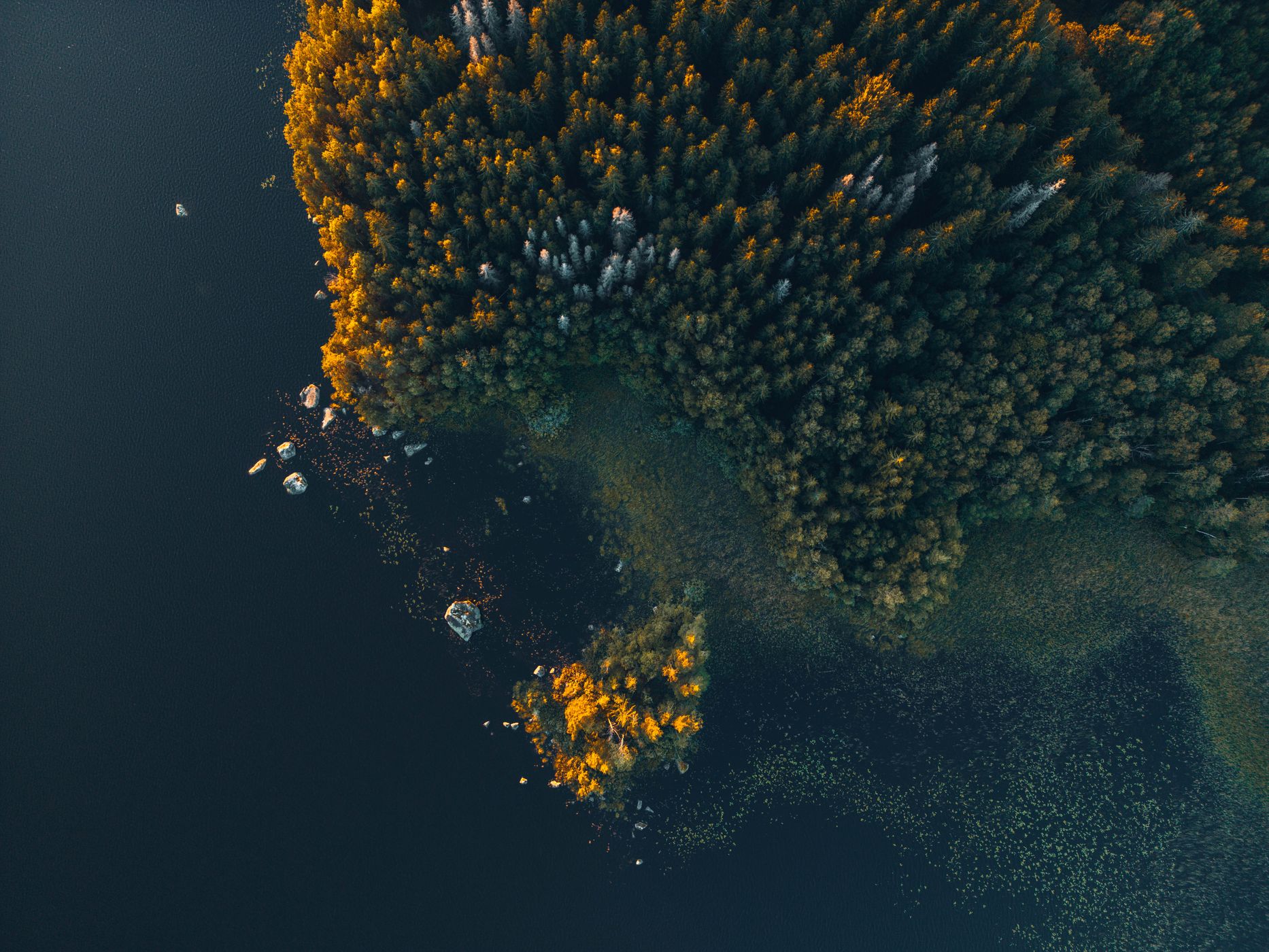 Langbjörken, Sweden