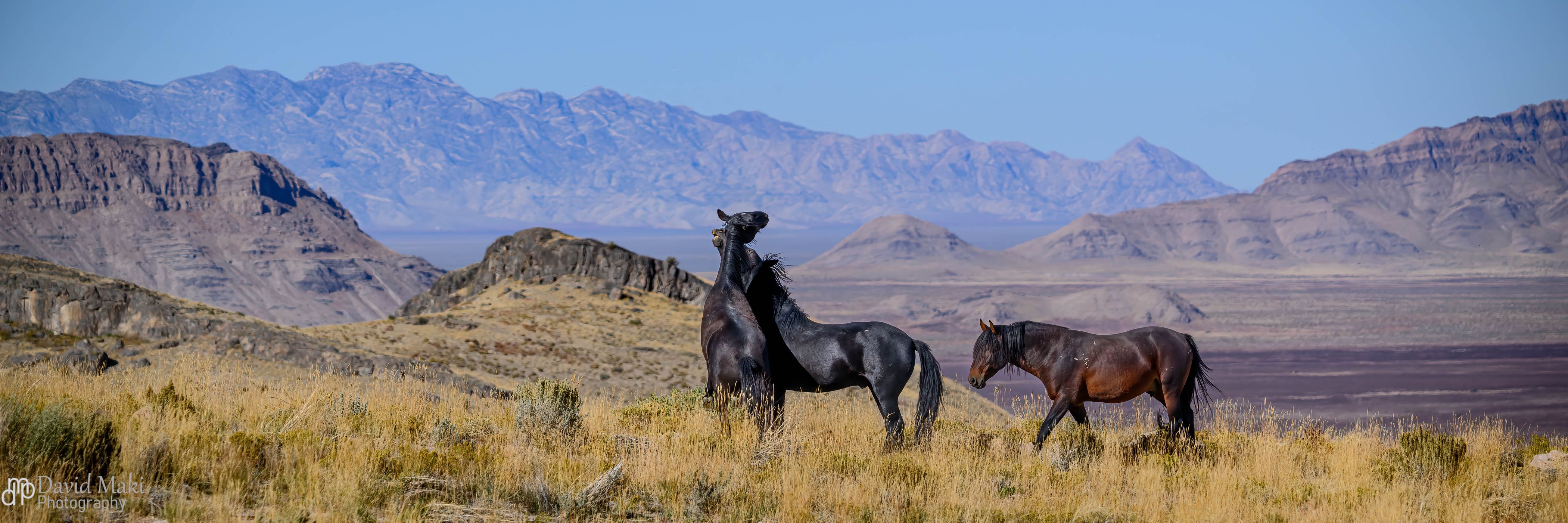 Onaqui Mountain Herd Management Area, USA