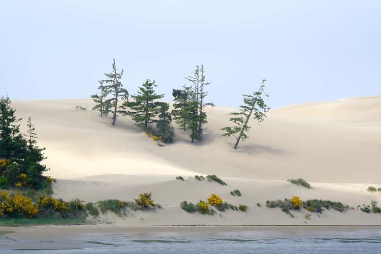 Oregon Dunes National Recreation Area