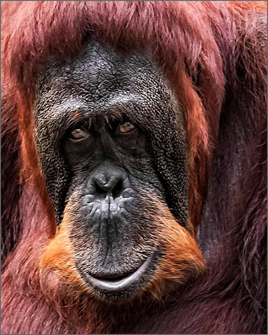 Monkey section, Singapore Zoo, Singapore