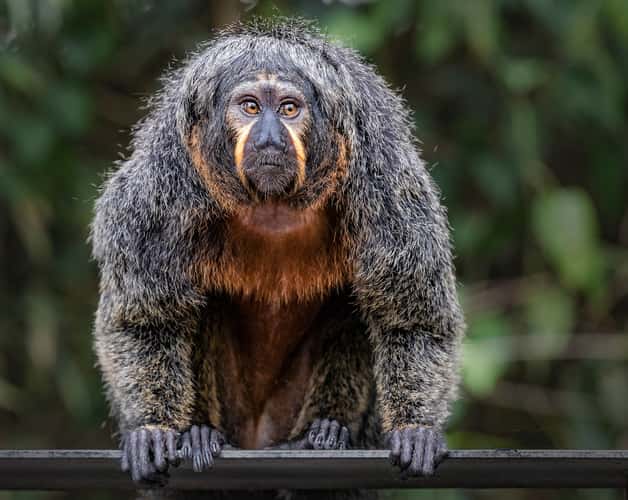 Monkey section, Singapore Zoo