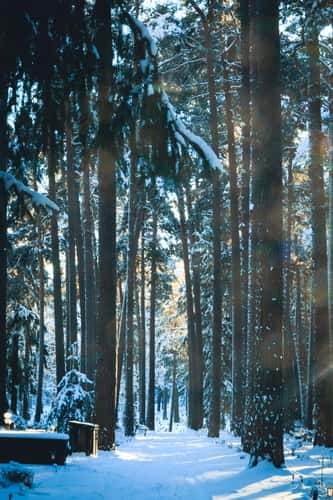 The forest cemetery