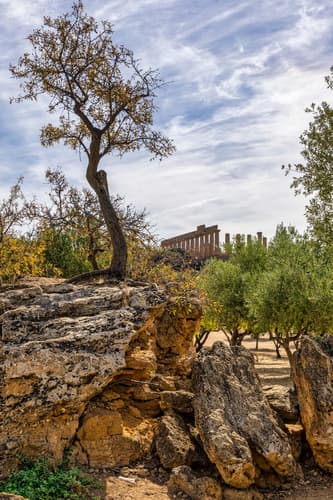Through the trees, Valley of the Temples, Agrigento, Sicily