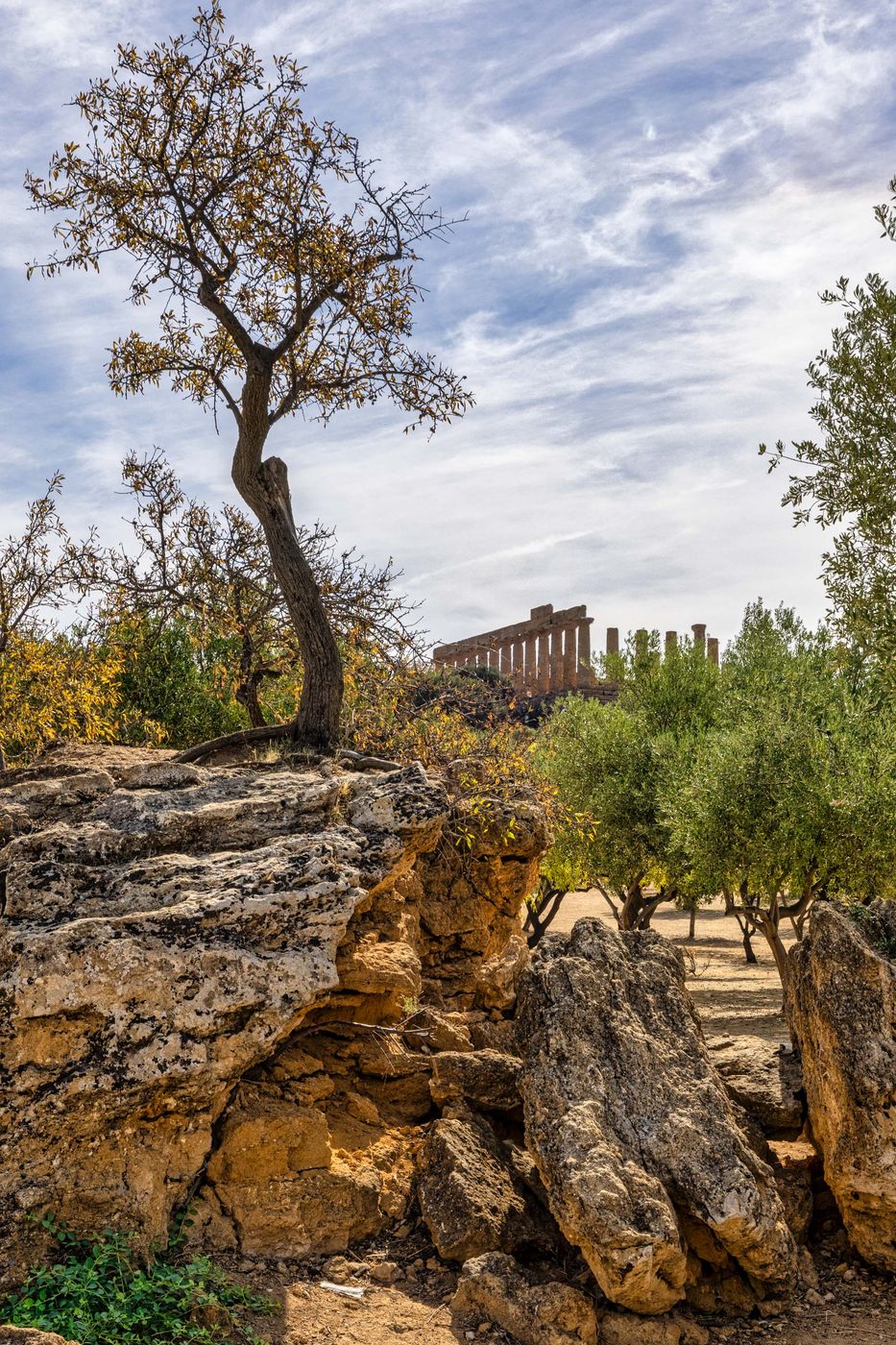 Through the trees, Valley of the Temples, Agrigento, Sicily, Italy
