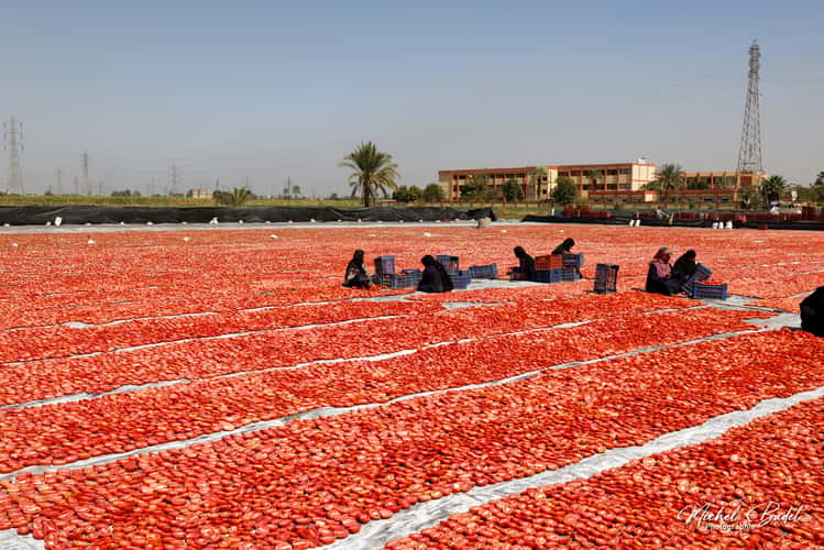 Tomato drying fields