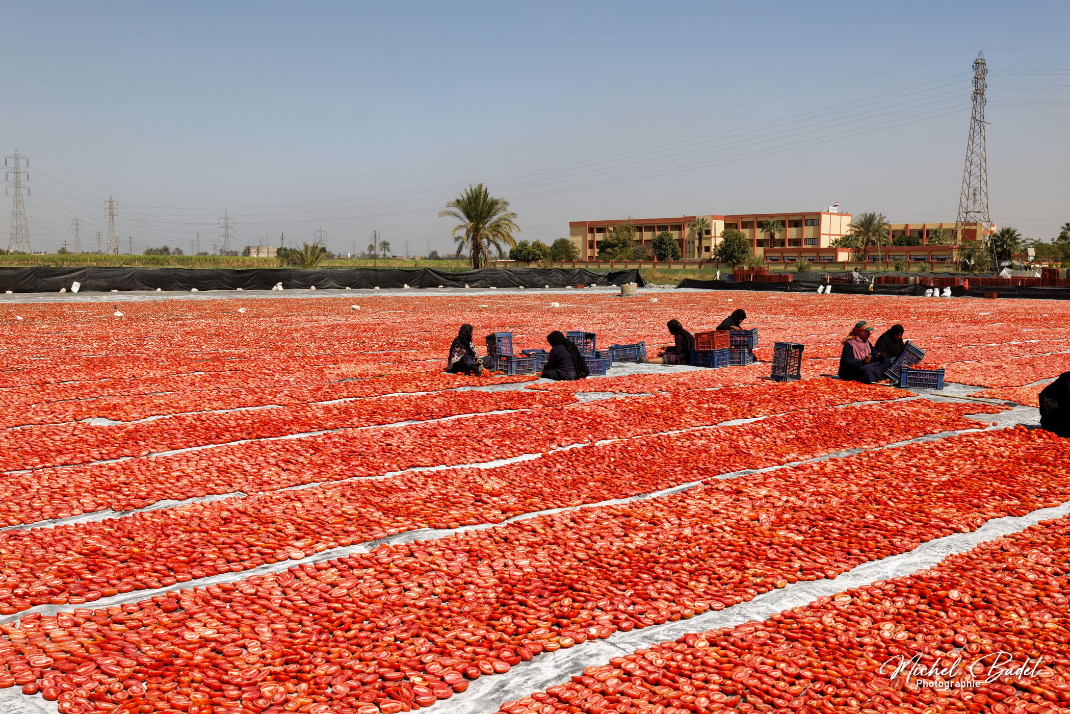 Tomato drying fields, Egypt