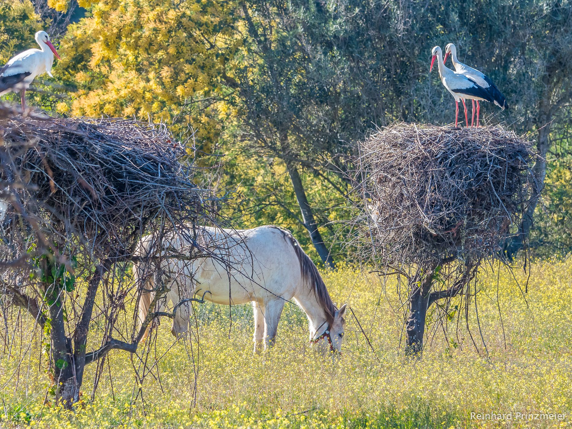 Valley of Storks, Portugal
