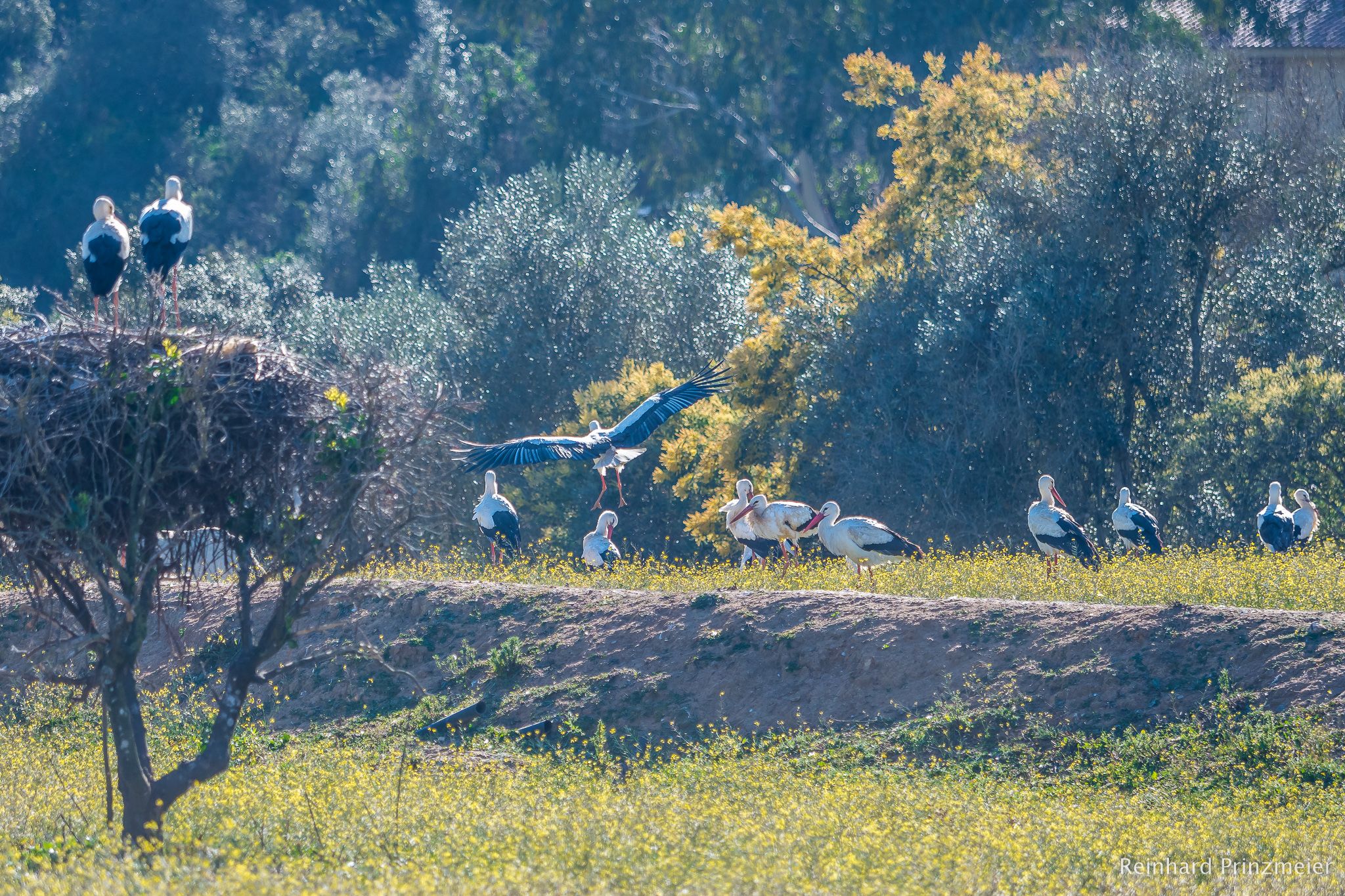 Valley of Storks, Portugal