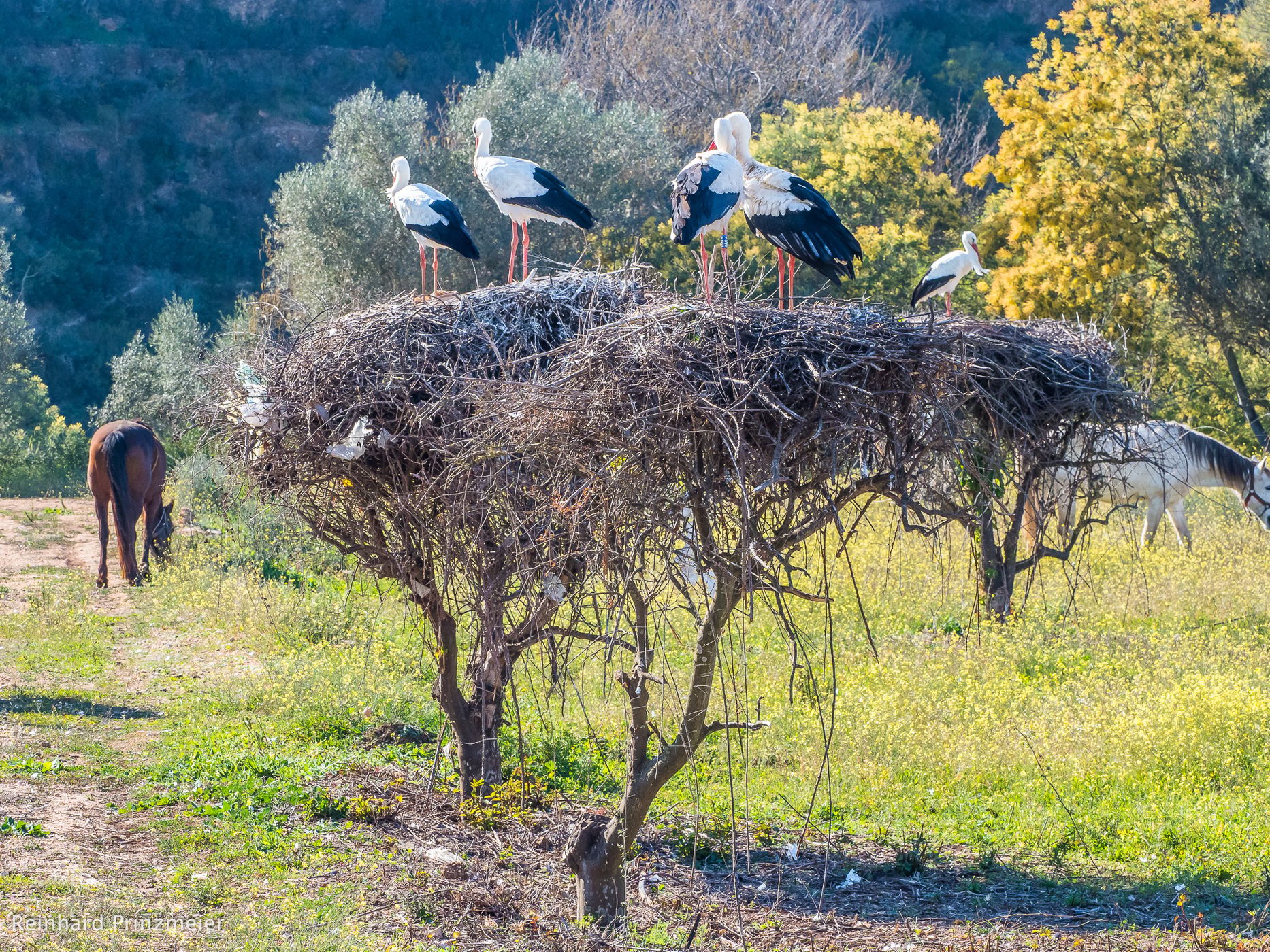 Valley of Storks, Portugal