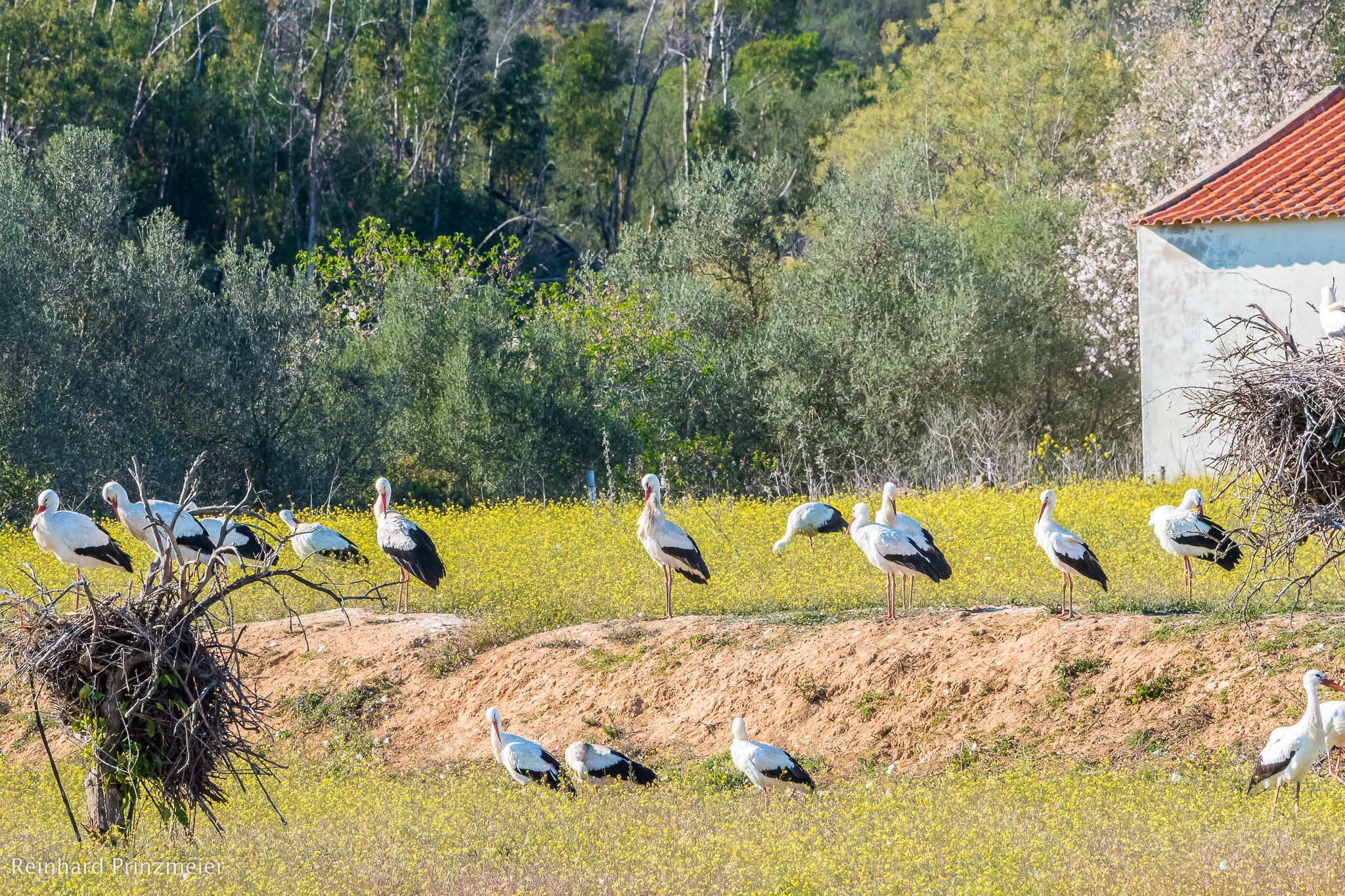 Valley of Storks, Portugal