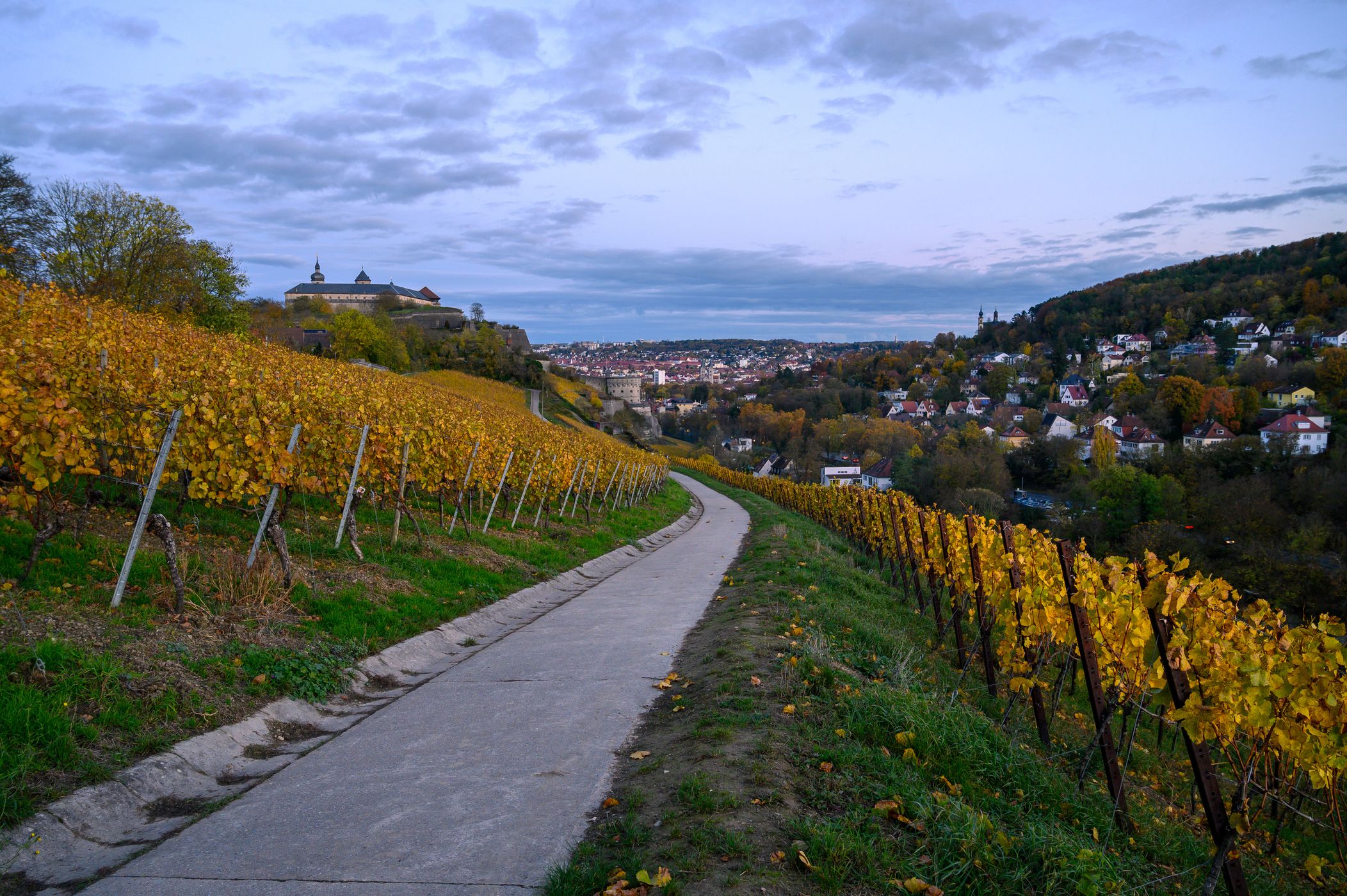 Vineyard and Festung Marienberg, Germany