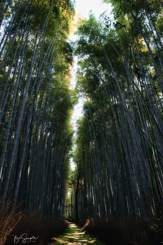 Arashiyama Bamboo Forest