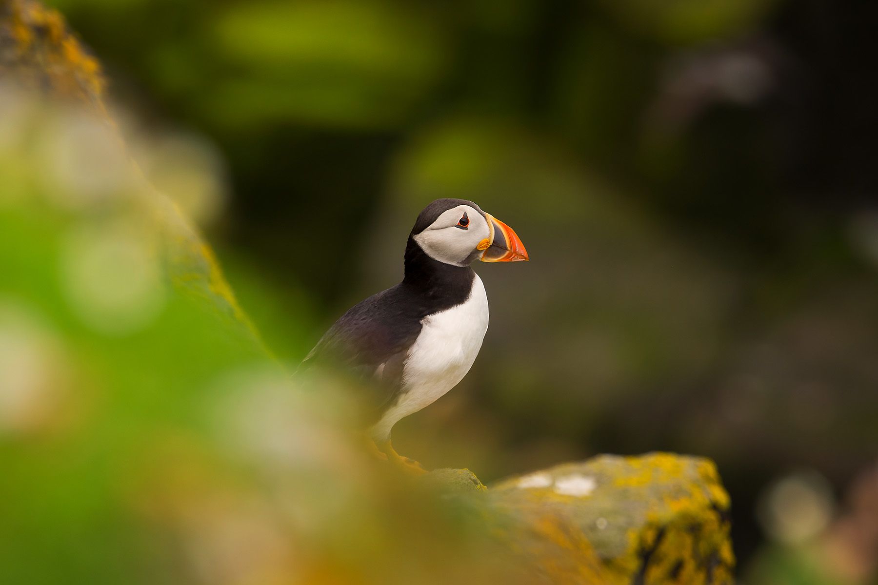 Atlantic puffins on the Isle of May, Scotland, United Kingdom