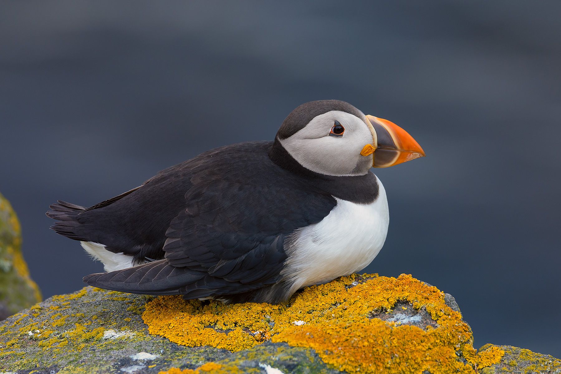 Atlantic puffins on the Isle of May, Scotland, United Kingdom