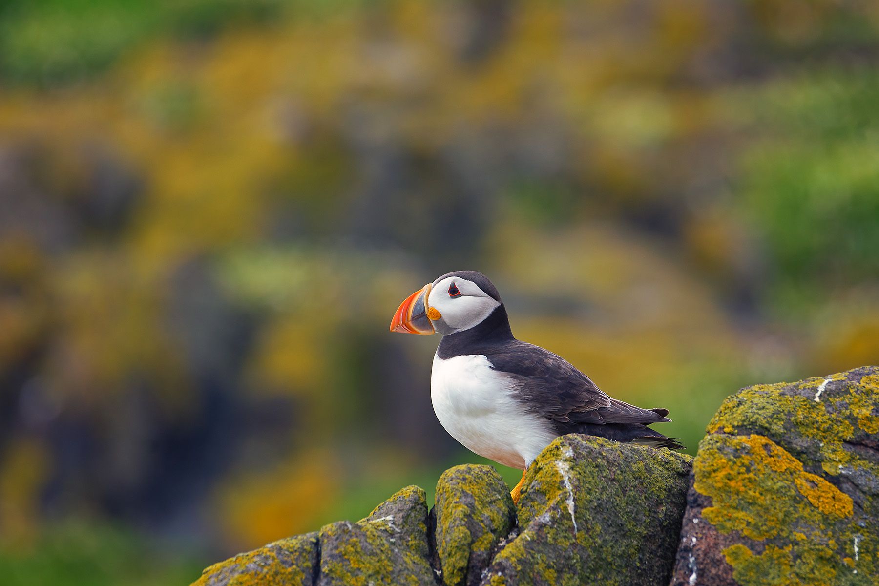 Atlantic puffins on the Isle of May, Scotland, United Kingdom