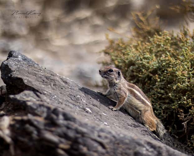 Chipmunks, Costa Calma