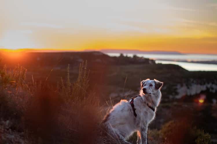 Dog in the sunset