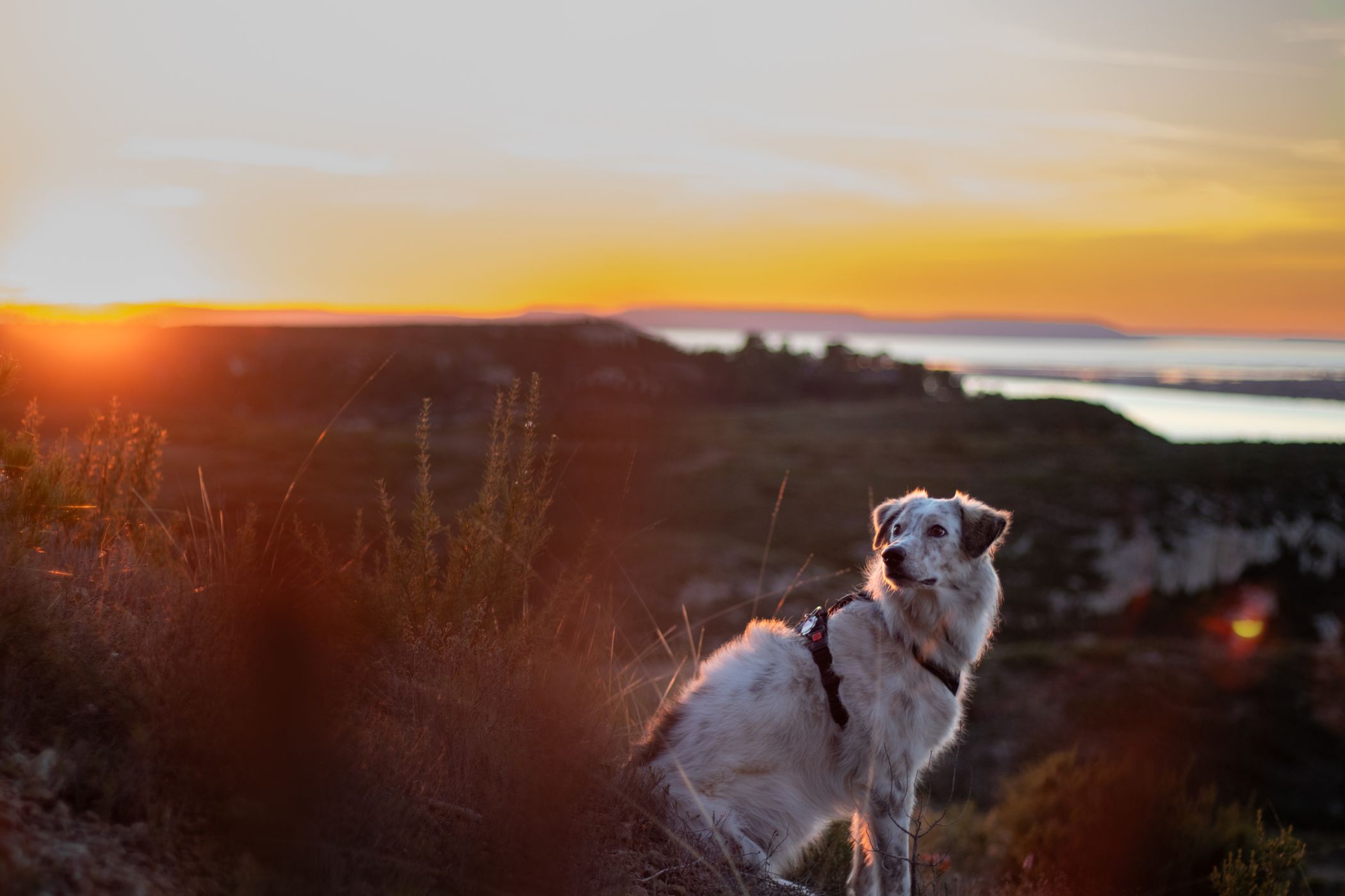 Dog in the sunset, France