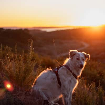 Dog in the sunset, France