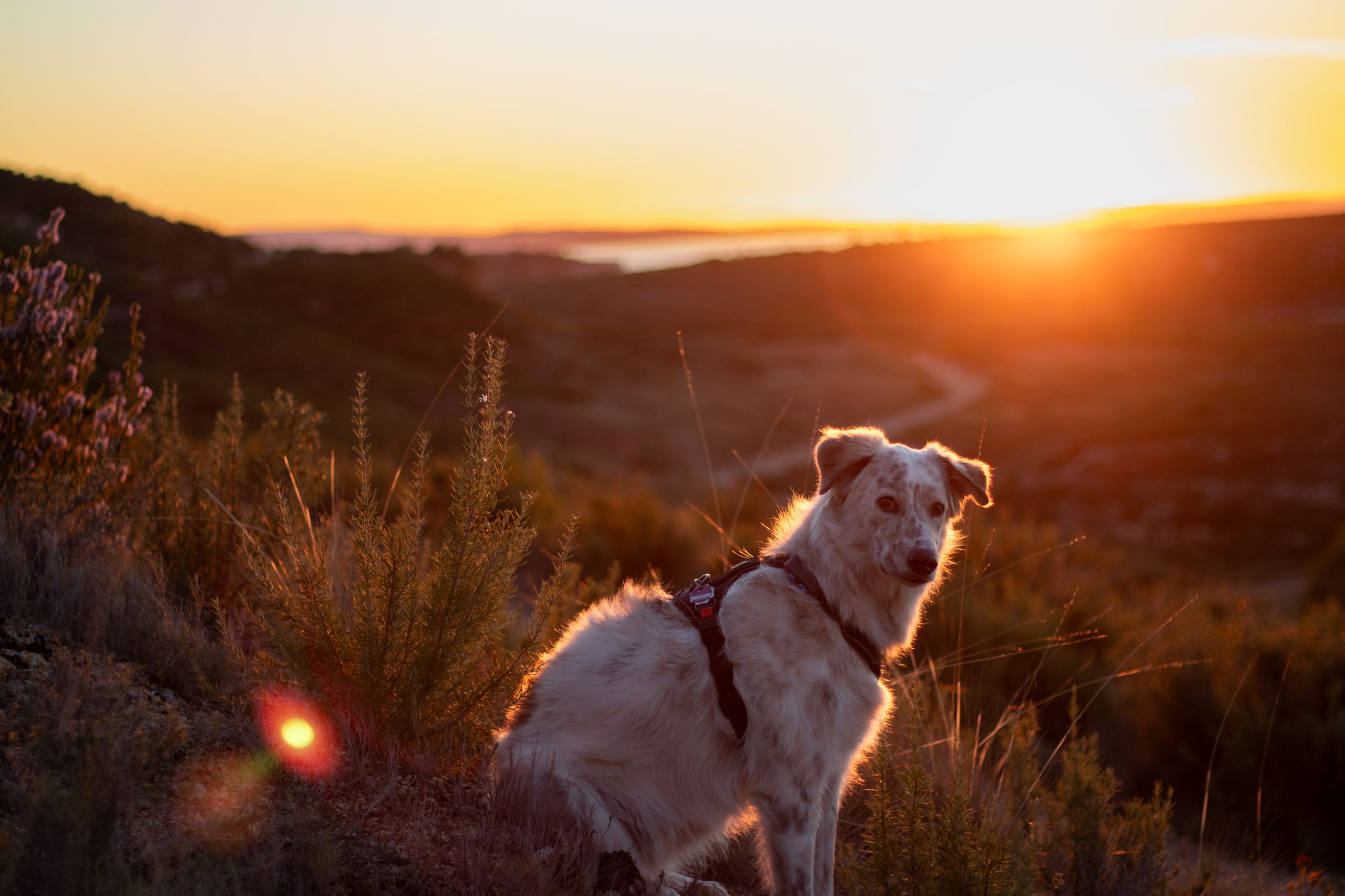 Dog in the sunset, France