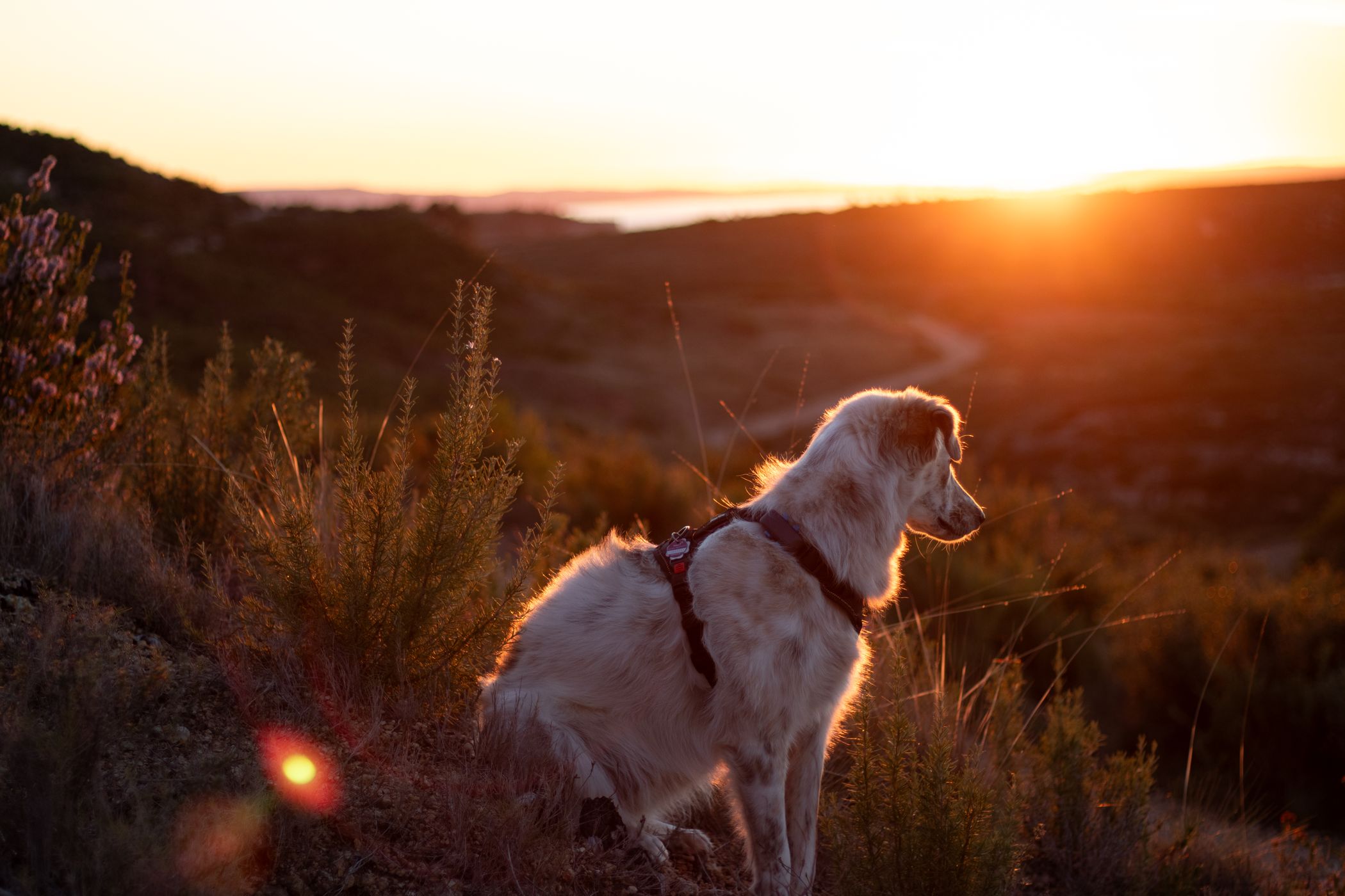Dog in the sunset, France