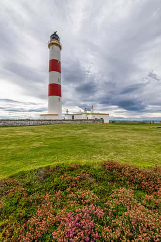 Heather Tarbat Ness Lighthouse, Scotland, UK