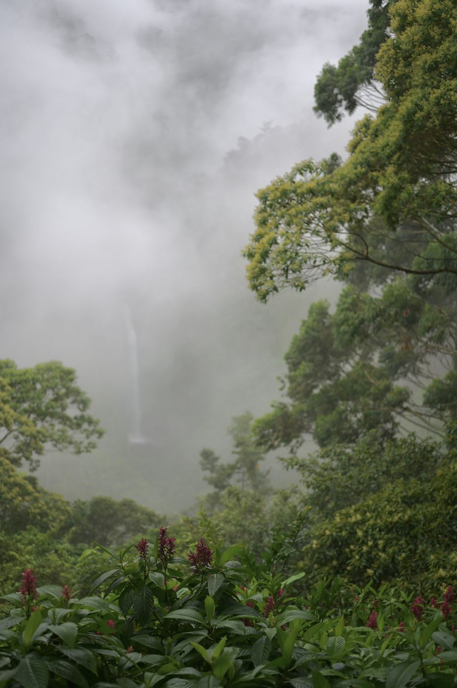 Hummingbird Cafe, bird watching + waterfall!, Costa Rica