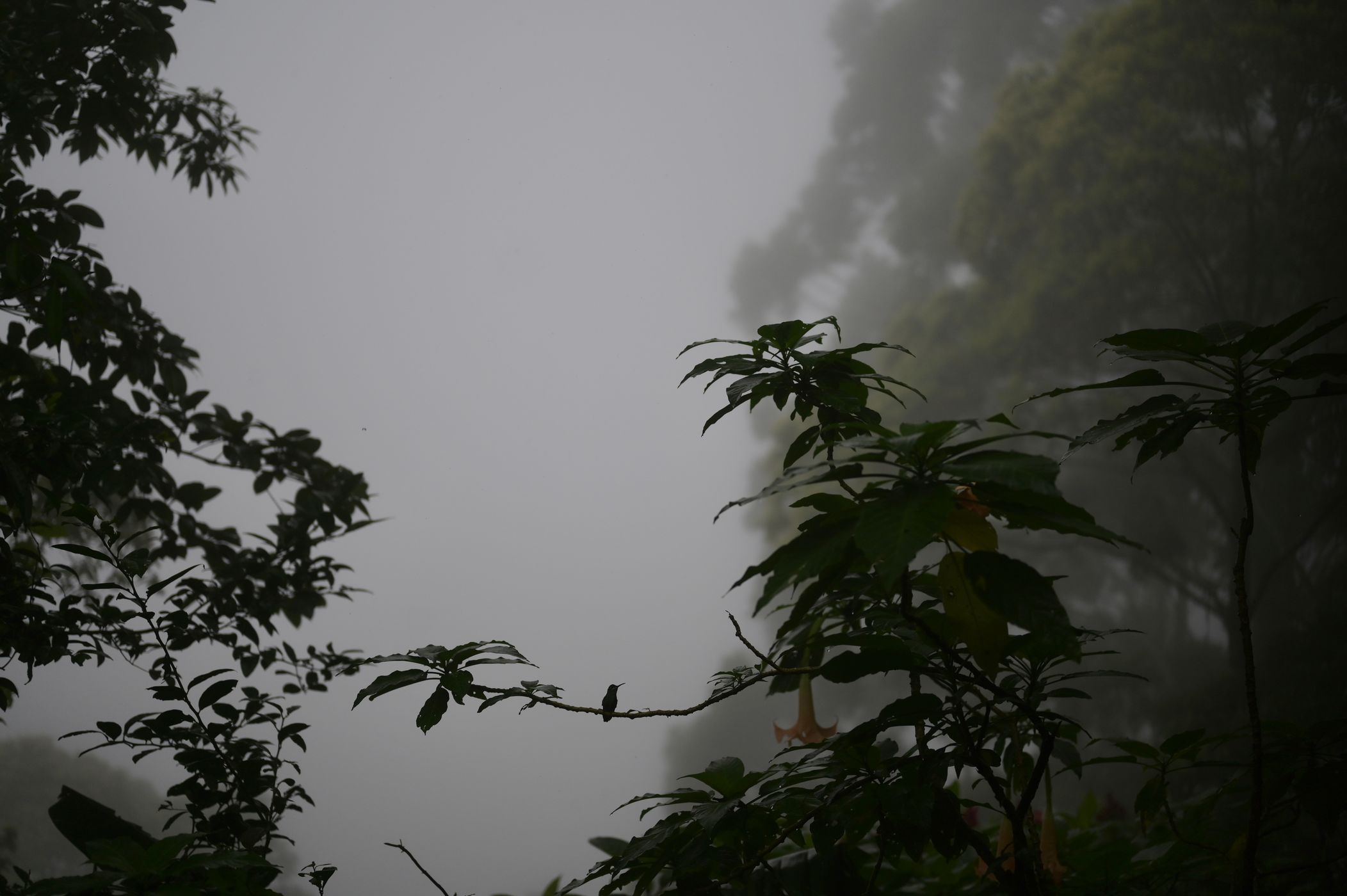 Hummingbird Cafe, bird watching + waterfall!, Costa Rica