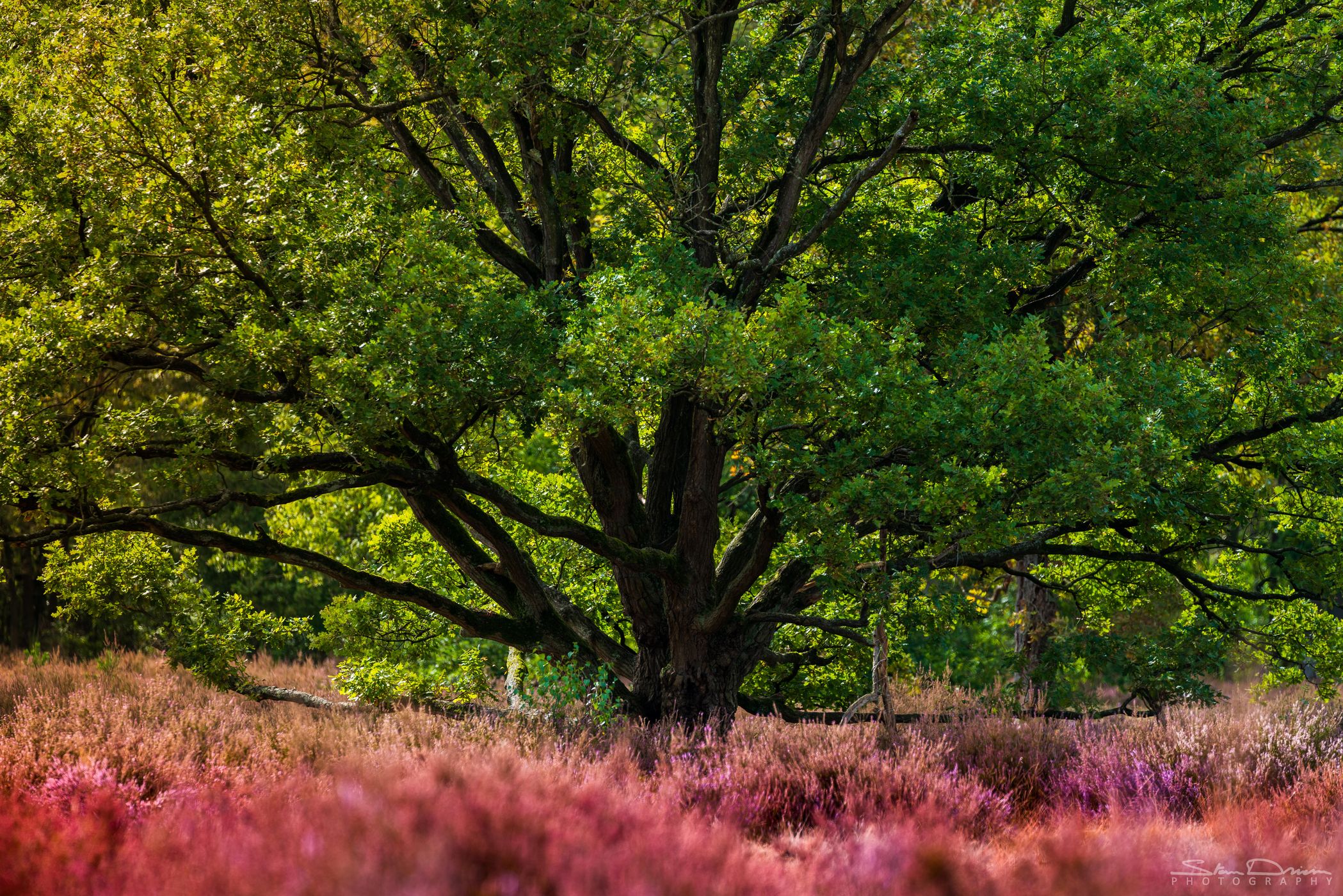 Kesselse Heide, Belgium