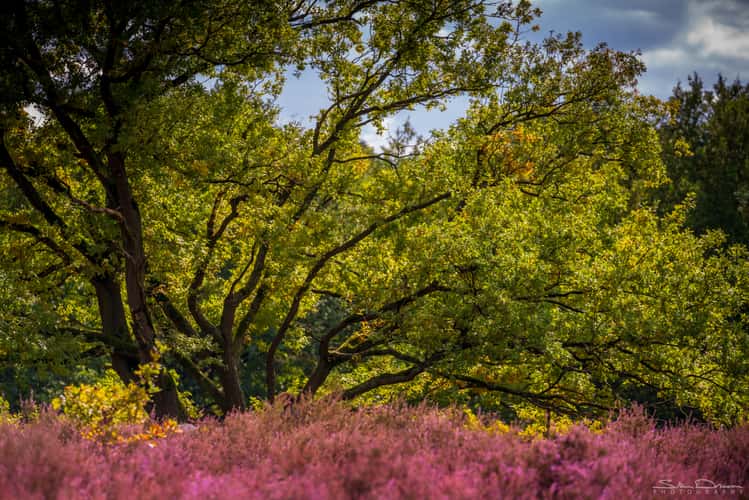 Kesselse Heide