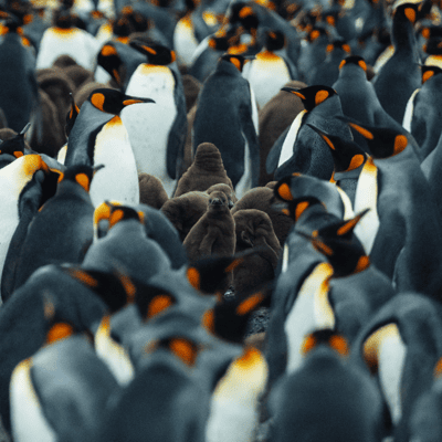 King Penguin Colony in South Georgia, South Georgia and the South Sandwich Islands