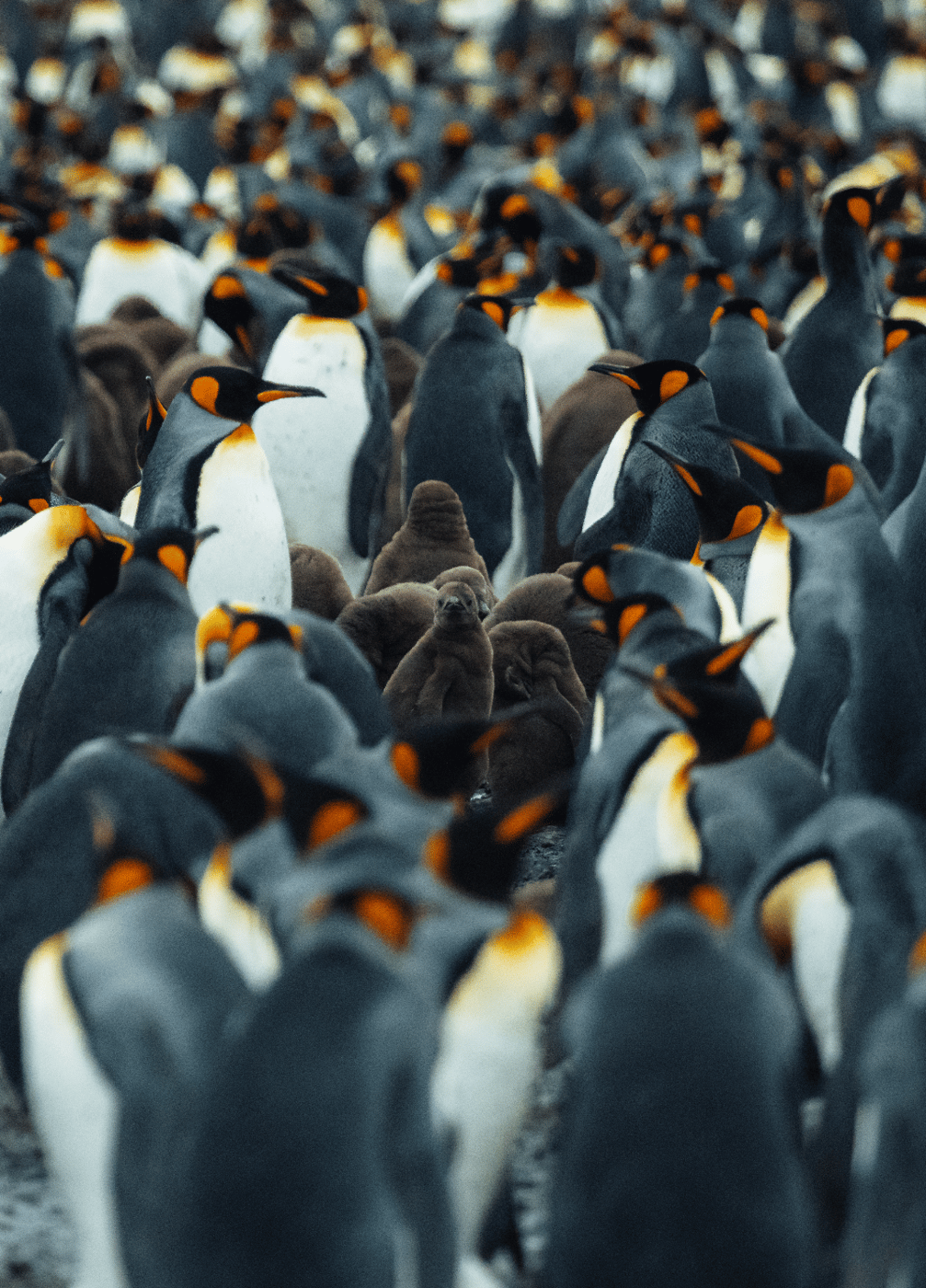 King Penguin Colony in South Georgia, South Georgia and the South Sandwich Islands