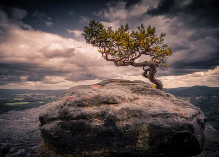 Lilienstein - Wetterkiefer