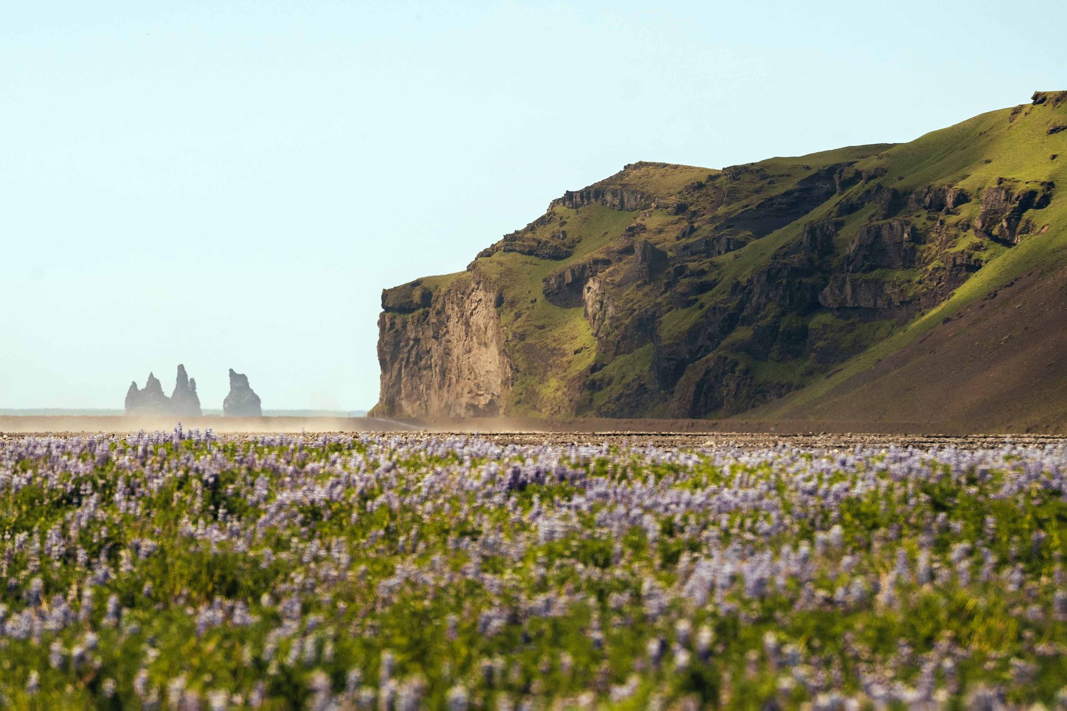 Lupines Panorama, Iceland