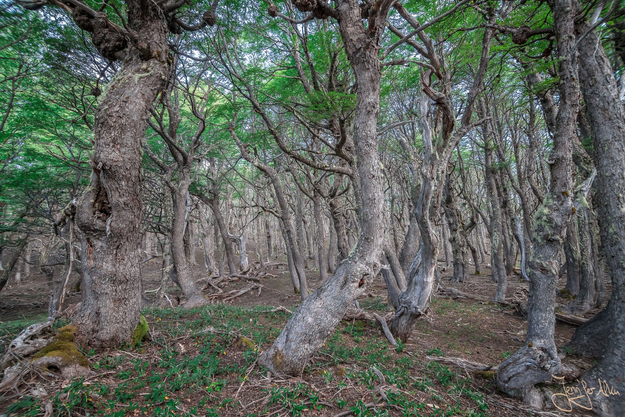 Mystical forest near Laguna Natacion, El Bolson, Argentina