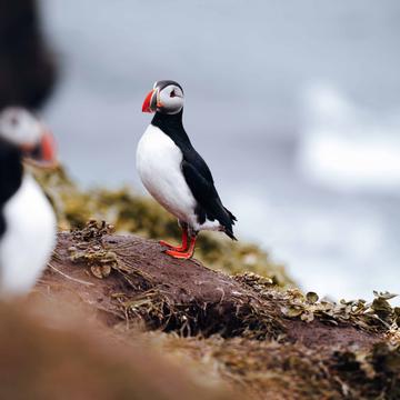 Puffin Point, Iceland