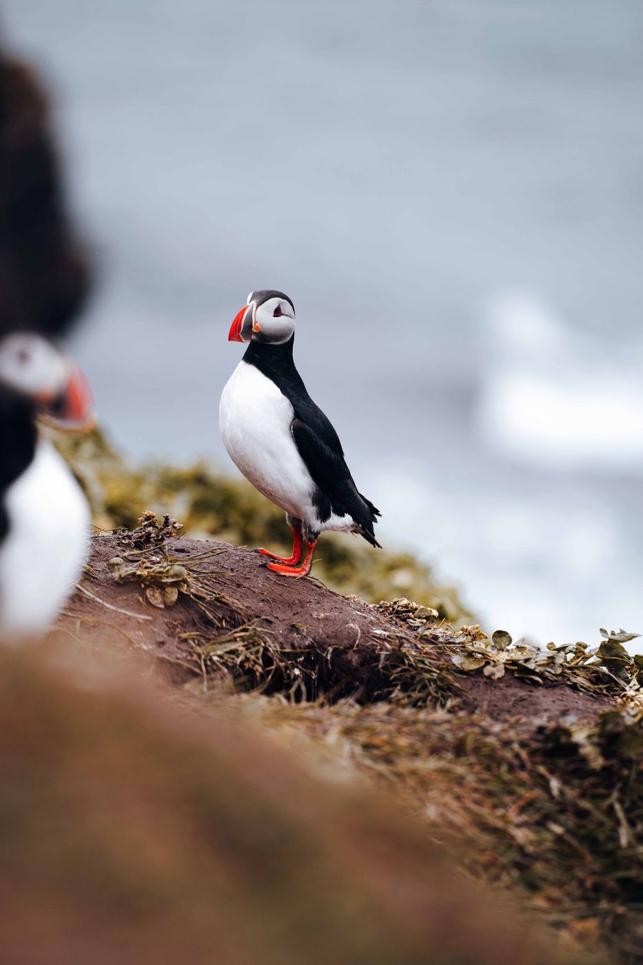 Puffin Point, Iceland