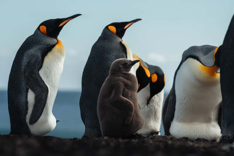 Saunders Island