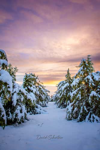 Snowy landscape with red sky