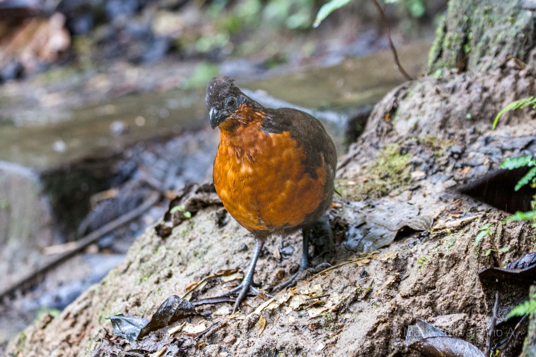 Tambo Tanda Lodge, Ecuador