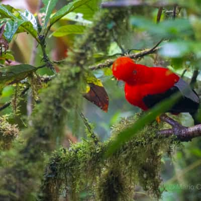 Tambo Tanda Lodge, Ecuador