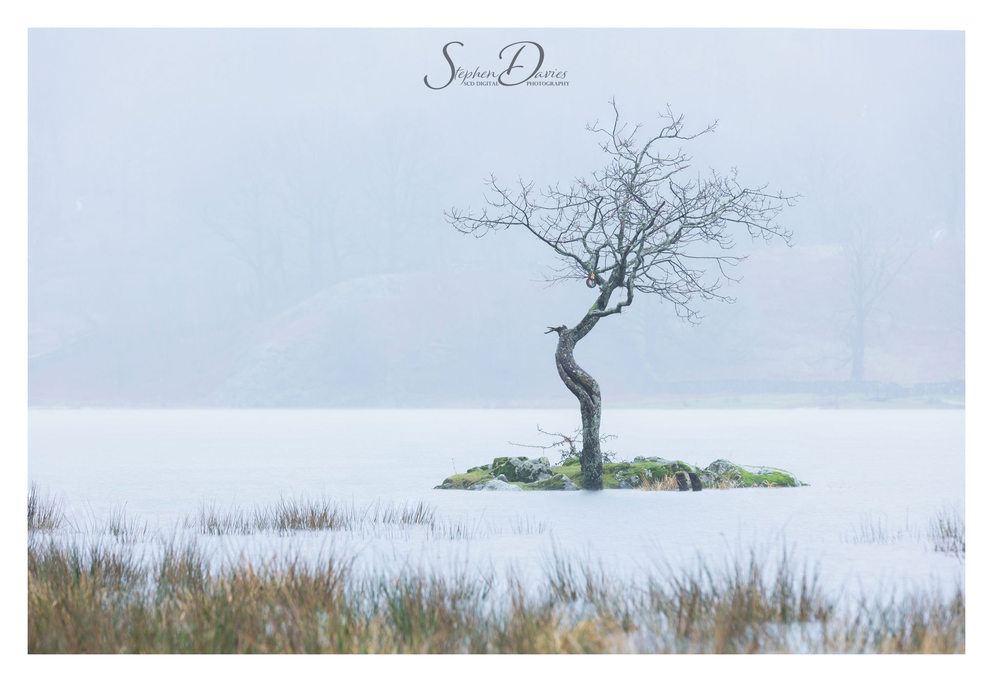 Tree on small island, Lake District National Park, United Kingdom