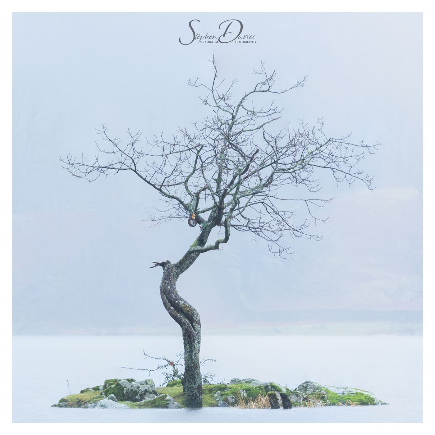 Tree on small island, Lake District National Park, United Kingdom